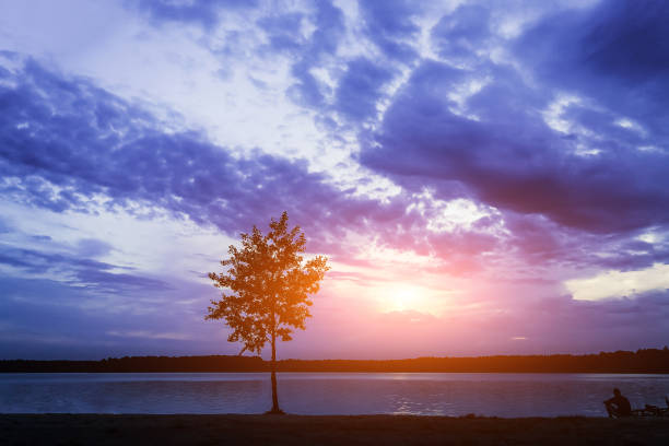 istock The silhouette of a tree at sunset, an evening landscape. Light blue cloudy sky. A lonely tree standing on the shore of the lake 1333780139