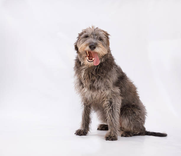 Cute Dogs posing to the camera