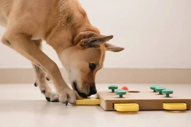 Smart dog is looking for delicious dried treats in intellectual game and eating them, close up. Intellectual game for dogs. and training of nose work with pet. brain game training for dogs