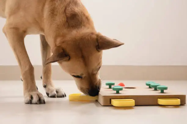 Photo of Smart dog is looking for delicious dried treats in intellectual game and eating them, close up. Intellectual game for dogs. and training of nose work with pet. brain game training for dogs