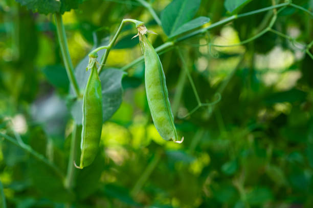 istock green peas growing on the farm 1333784560