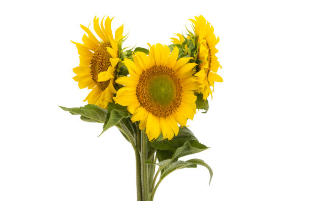 istock sunflower flower isolated 1333785779