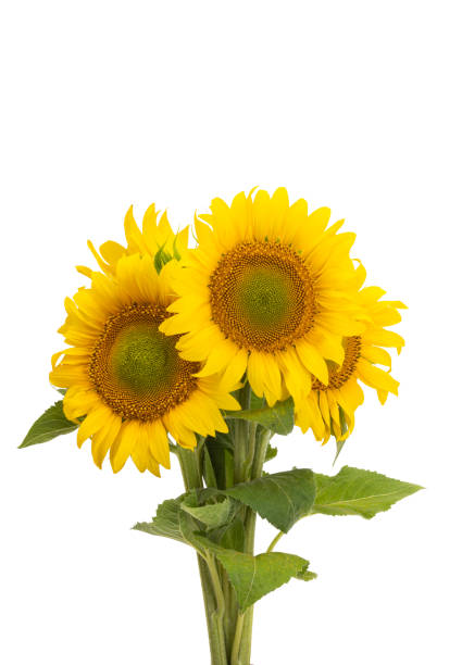 istock sunflower flower isolated 1333785835