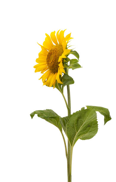 istock sunflower flower isolated 1333785898