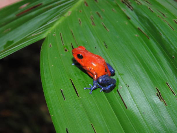 istock Red Frog Costa Rica 1333785970