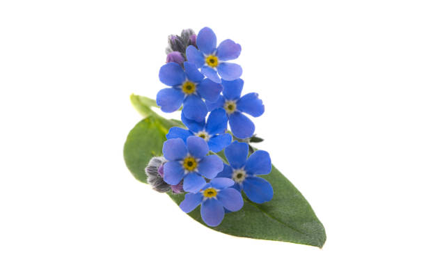 istock forget-me-not flowers isolated 1333786757