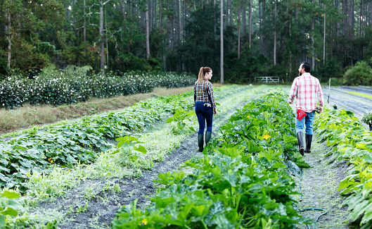 Rear view of a couple working in the field of a family owned farm. They are walking along the rows, separated by a row of vegetable plants, looking at each other and conversing. He is a mature man in his 40s. She is an Hispanic woman in her 30s.