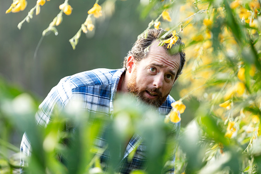 A mature man in his 40s working on a small family farm is examining a shrub with yellow flowers. It is a nitrogen fixing plant which is beneficial to the soil.