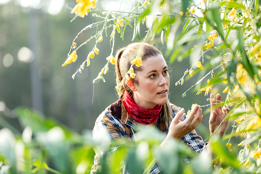 Headshot of an Hispanic woman in her 30s wearing a plaid shirt, working on a small family owned farm. She is examining a shrub with yellow flowers. It is a nitrogen fixing plant which is beneficial to the soil.