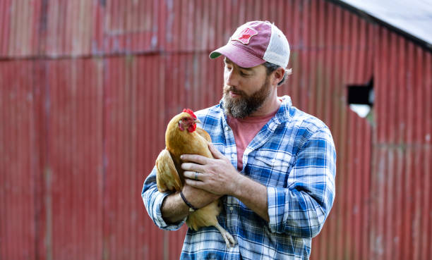 istock Farmer holding chicken in front of red barn 1333789008