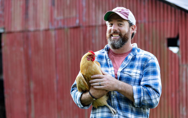 istock Farmer holding chicken in front of red barn 1333789015
