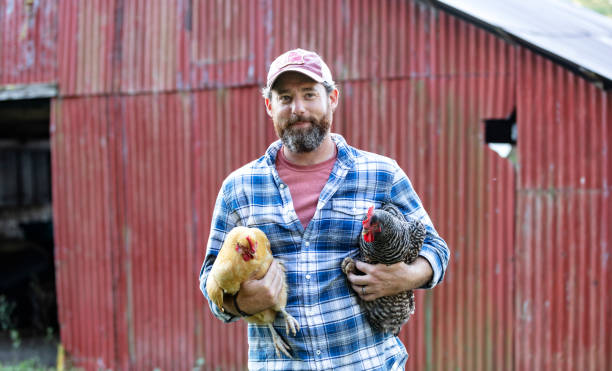 istock Farmer holding chicken in front of red barn 1333789053