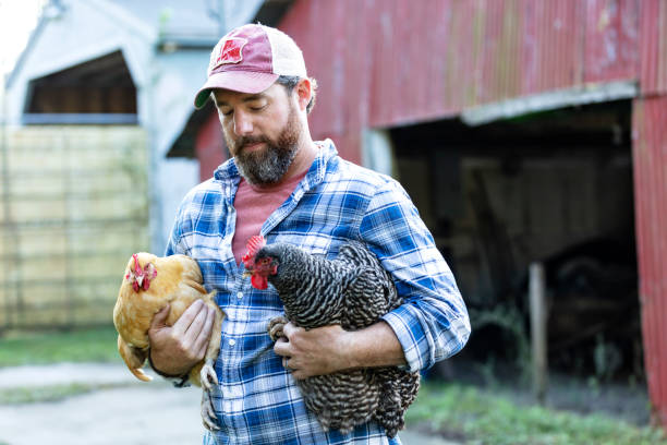 istock Farmer holding chicken in front of red barn 1333789054