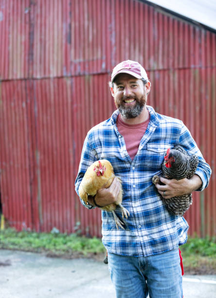 istock Farmer holding chicken in front of red barn 1333789085