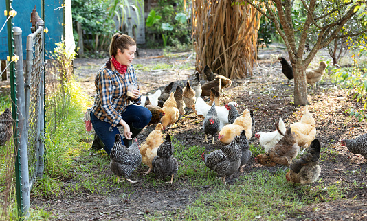 A mid adult Hispanic woman in her 30s working on a small family farm kneeling on the ground, feeding a flock of free-range chickens.