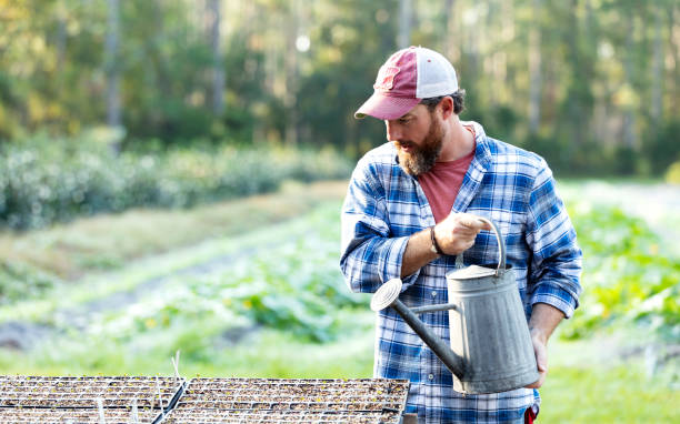 istock Farmer watering trays of seedings 1333789140