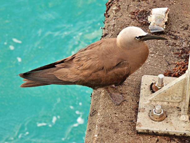 Brown Noddy (Anous stolidus) perched on a fishing pier Brown Noddy is also known as Common Noddy. brown noddy stock pictures, royalty-free photos & images