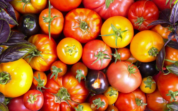 istock Close-up. Brush fresh tomatoes of different colors 1333790355