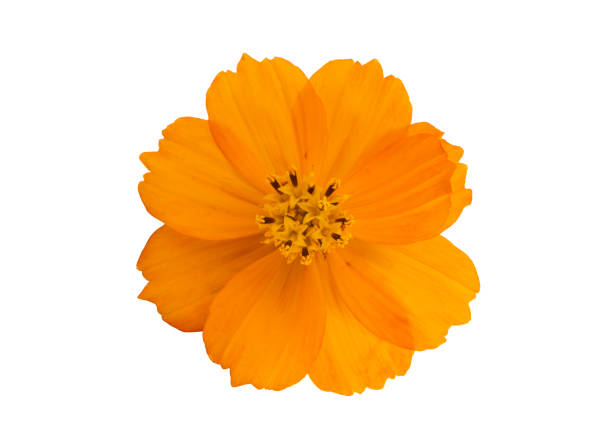 istock orange cosmos flower isolated 1333790542