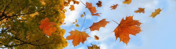 istock Colorful autumn leaves in red and golden falling from a maple tree, blue sky with clouds, panoramic format, motion blur 1333790657