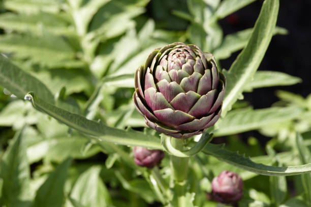 istock Big purple artichoke growing in a field 1333790715
