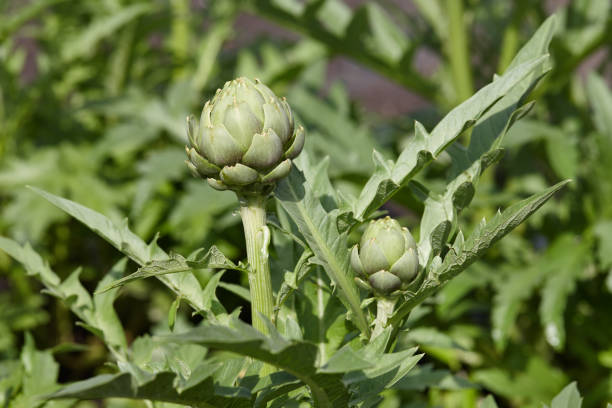 Green globe artichokes growing in a field, close up view