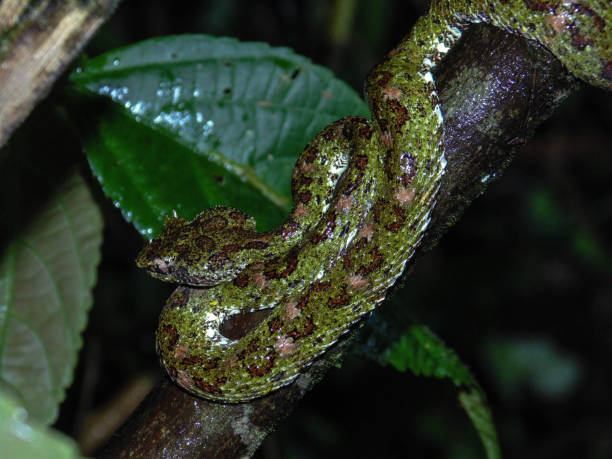 istock Costa Rica Wildlife and Landscapes 1333790803