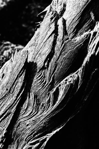 istock Black and white abstract tree trunk wood texture. Natural background. 1333790899