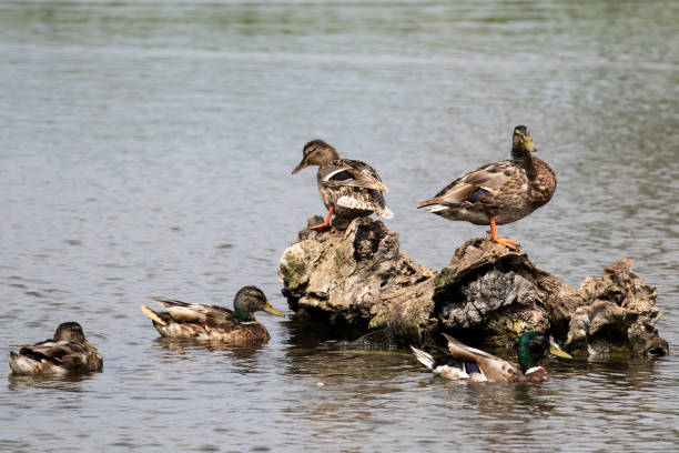 istock Group of ducks on some rocks 1333791837
