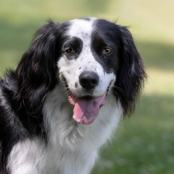 Border Collie Mixed with Australian Shepherd Unveiling the Dynamic Duo of Canine Companionship