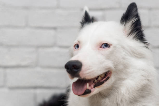 portrait of a dog on a background of a white brick wall - dog head shot imagens e fotografias de stock