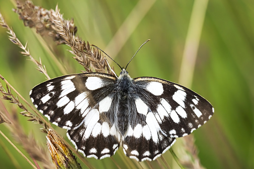 Beautiful butterfly Marbled White resting on a plant.