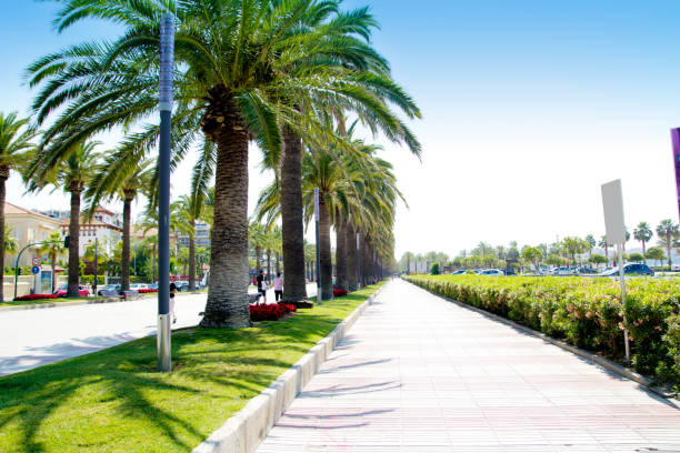 istock beach boulevard in Salou with palm trees 1333792873