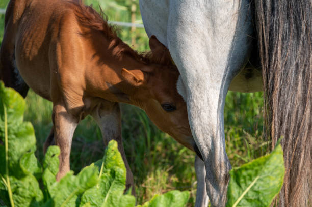 istock Under the protection of the mother 1333793082