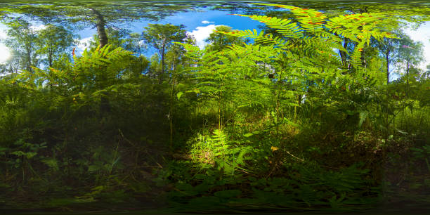 istock Forest on a Sunny summer day. 360-Degree view 1333793657