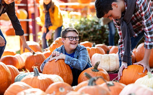 Pumpkins in a field ripe and ready.