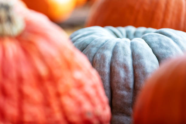 Close-up of a green pumpkin surround by orange pumpkins.