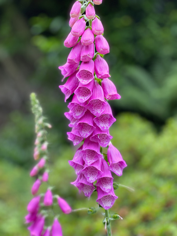 A beautiful foxglove plant in a vibrant pink colour.Its botanical name is Digitalis, a herbaceous perennial plant.It can be found in Asia,Africa and all over the continent of Europe.They generally flower in early summer.