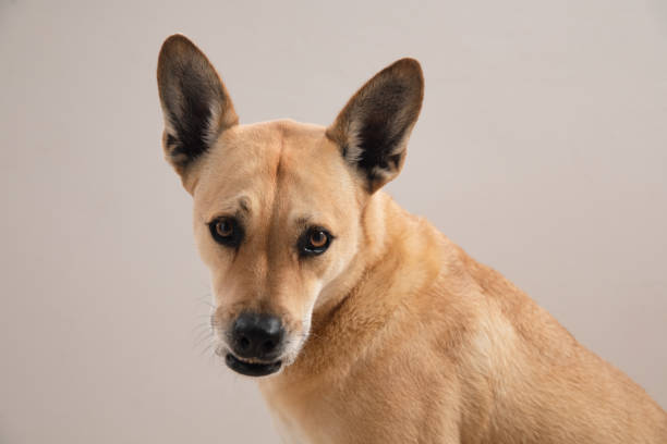 istock Golden Dog portrait on Isolated plain Background 1333794778