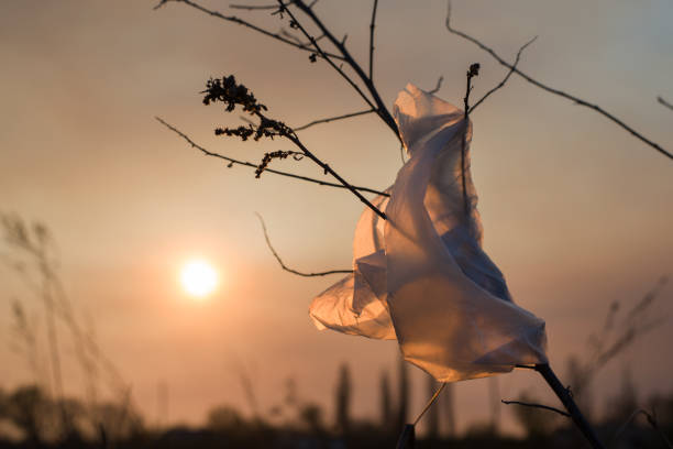 The plastic bag flutters on a dried plant at sunset.