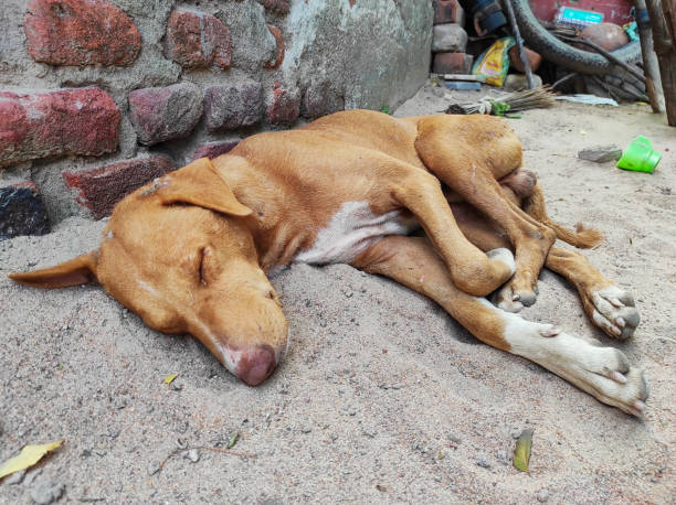 istock sleeping dog indian desi village 1333797095