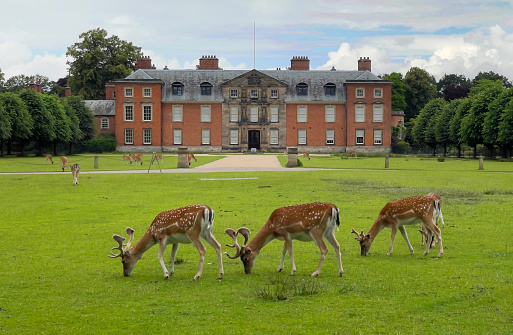 Wild deer peacefully graze before Dunham Massey an  18th century Mansion set in acres of lush countryside, under the care of the National Trust.Hard to believe it is only a few miles from the bustle and rush of the City of Manchester. The estate and House  and gardens are full of interest.Great art, furnishings, country walks.