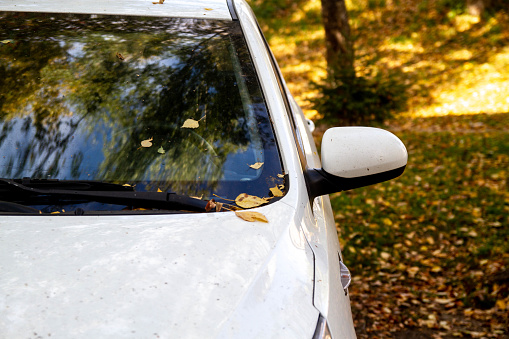 The hood of the white car with the yellow leaves of the trees. Autumn. Dirty car