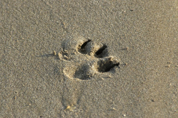istock dog tracks on the beach sand 1333800009
