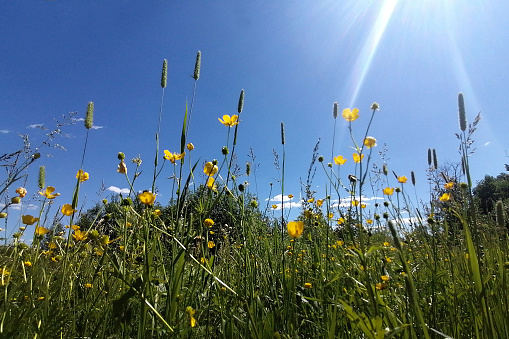 Wild yellow flowers and blue sky from a low point of view, selected sharpness