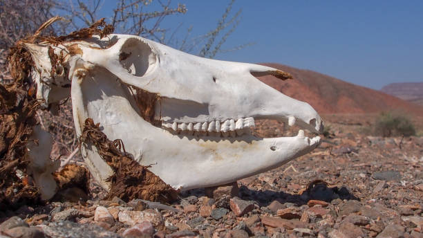 primer plano de un cráneo de jirafa desnuda encontrado en el desierto que era el hábitat natural de los animales - animal skull drought animal bone dry fotografías e imágenes de stock