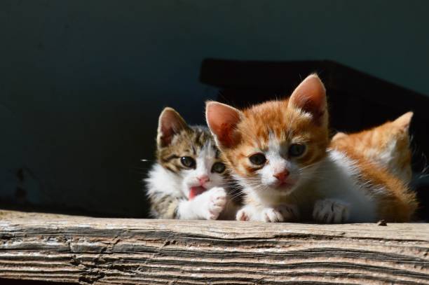 istock three little machetes on the porch 1333801139