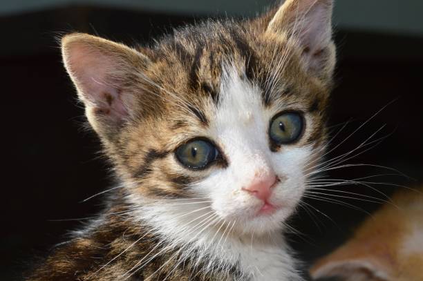 istock little brown kitten with blue eyes 1333801259