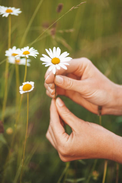 istock Harvesting wild chamomile. Traditional medicine and homeopathy 1333802797