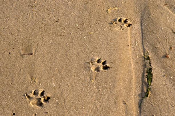 istock footprints of a small dog on the sand 1333804034